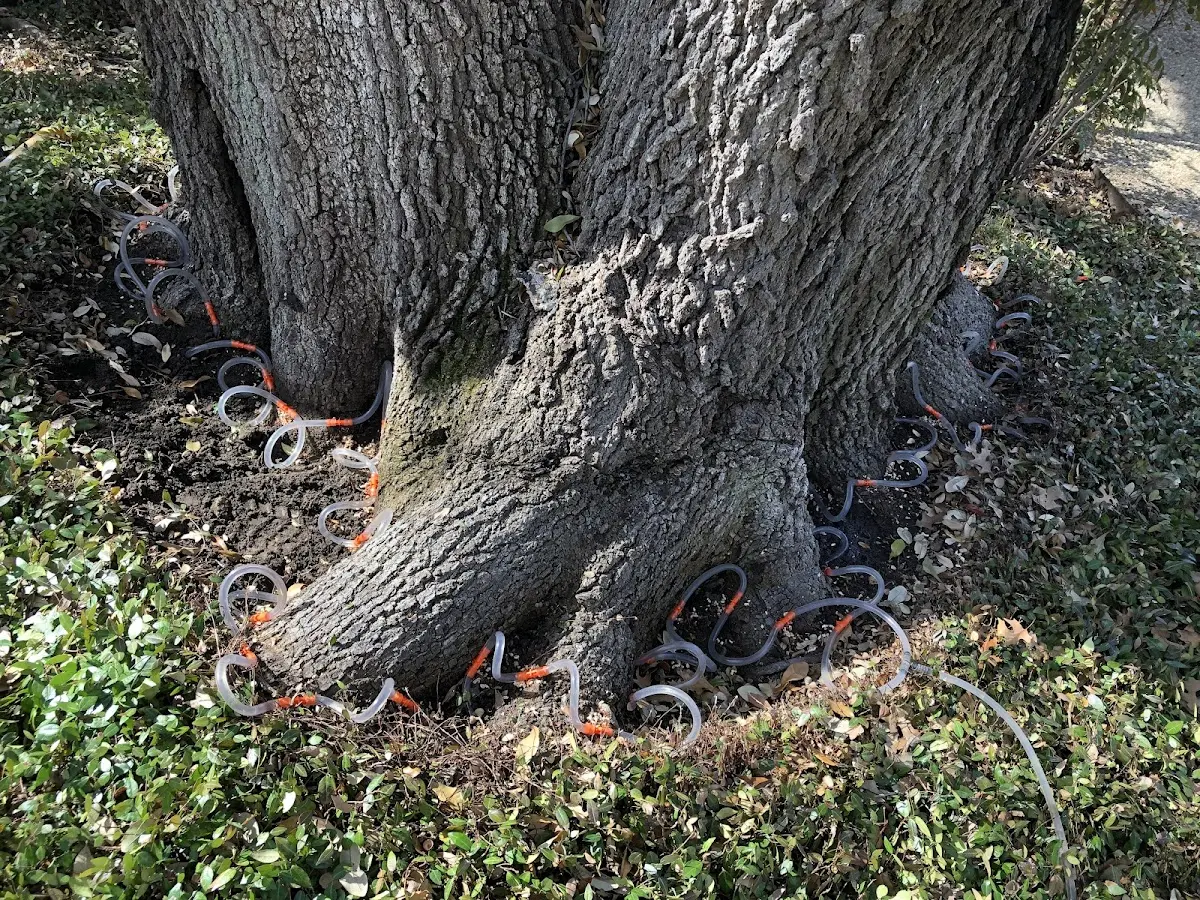 Detailed Tree Cabling and Bracing job site in Horse Shoe