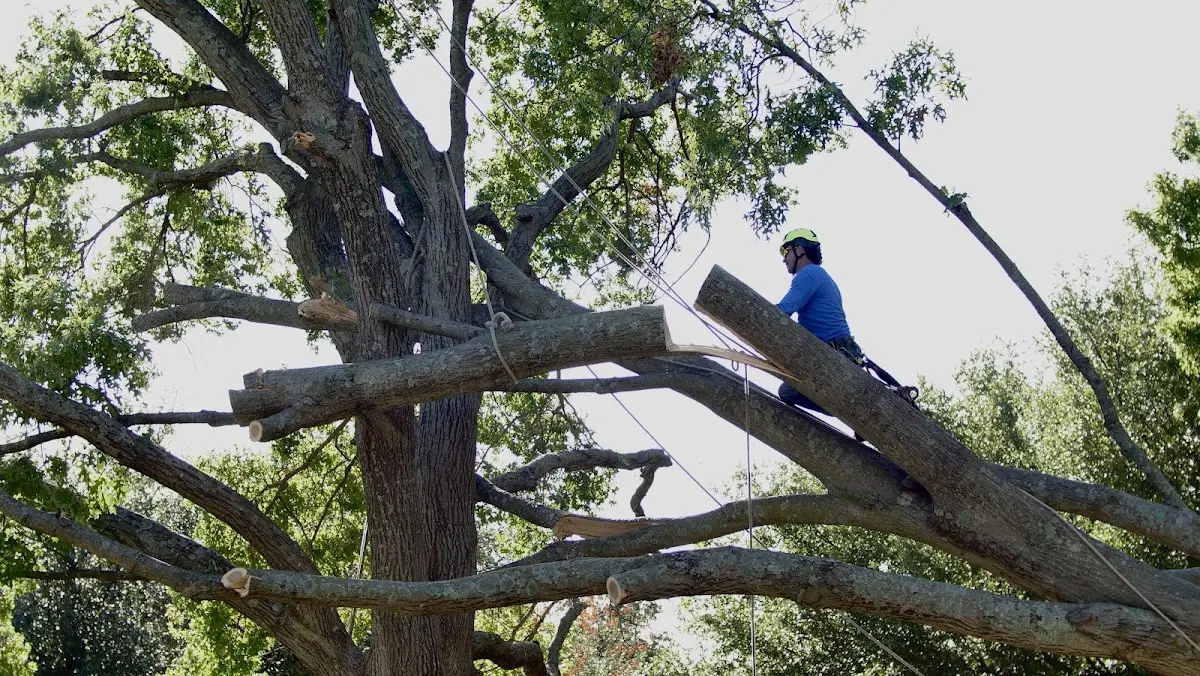 Professional Crown Thinning performed by certified arborists in Horse Shoe