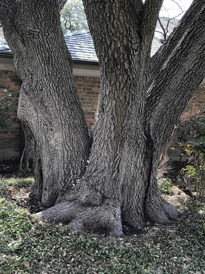 Mature heritage tree close to a Horse Shoe property cared for by certified arborists